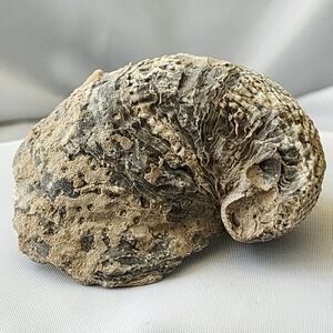Late Cretaceous Period Exogyra Costata Fossil Extinct North MS Larg Rare Display